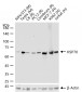 HSP70 Recombinant Rabbit mAb